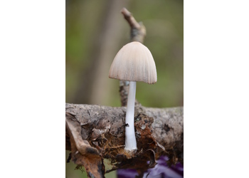Haus-Tintling (Coprinellus domesticus) - © Bernard Wieser